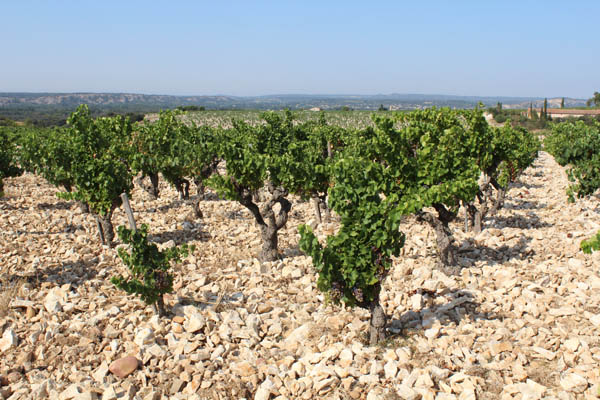 châteauneuf 4 copy.jpg